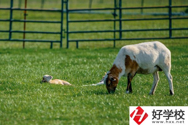 張家界旅游學(xué)校的優(yōu)勢在哪里？