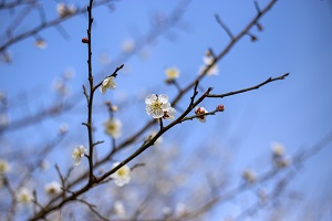 重質量而非數(shù)量